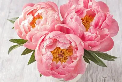 פאזל של peonie