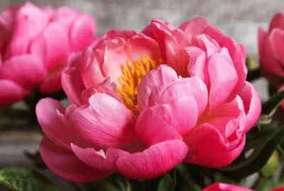 פאזל של peonie