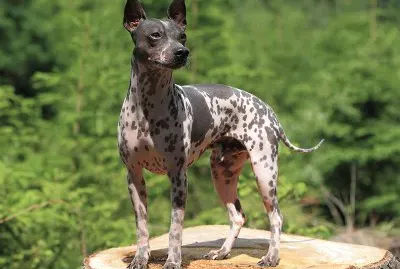 American Hairless terrier