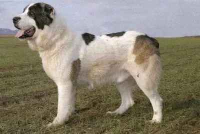 Pastore dell 'asia centrale jigsaw puzzle