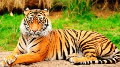 ANIMALES