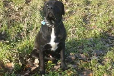 Bandog