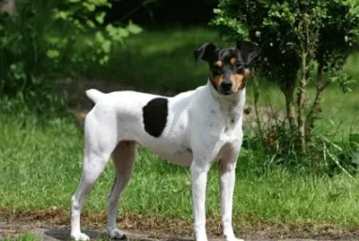 Ratonero bodeguero andaluz