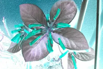 Collezione di piante di varie specie