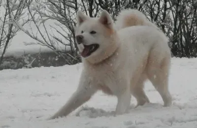 Akita inu