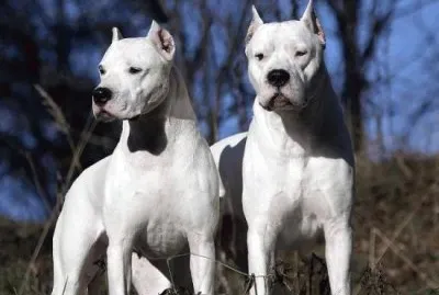 Dogo argentino