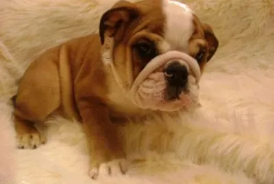 Bulldog inglese