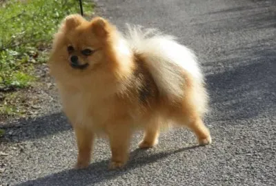 Volpino di pomerania