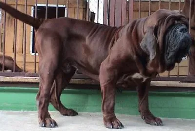 Mastino coreano