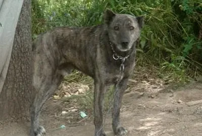 Dogo sardo