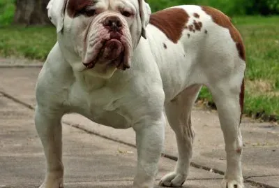 Old english bulldog