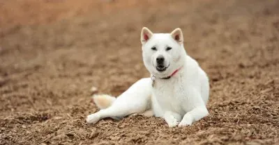 Sanshu ken