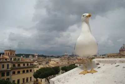פאזל של Roma