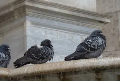 Roma
