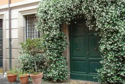 Roma