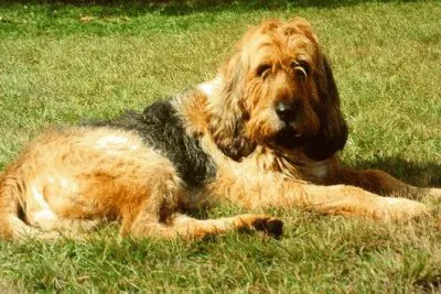 Otterhound jigsaw puzzle