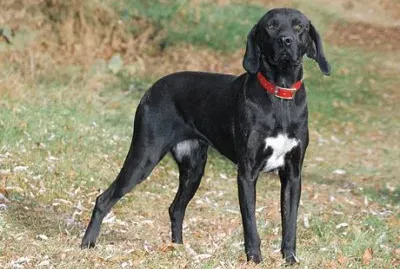 Plott hound