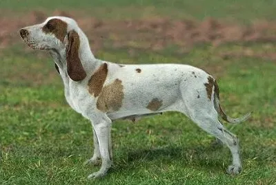 Sabueso espanol