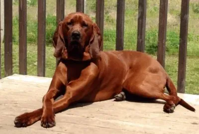Redbone coonhound