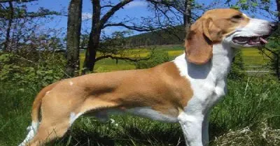 Segugio d 'alsazia jigsaw puzzle