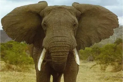 elefante africano jigsaw puzzle