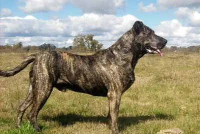 Cimarron uruguajo