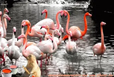 peinture sur oiseaux