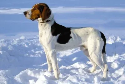 Hygenhund