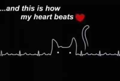 Miaow