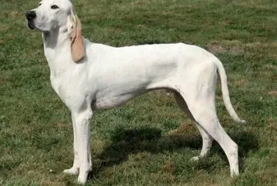 Porcelaine