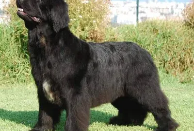 Islan black paradise kennel