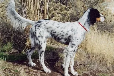 Setter llewellin