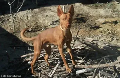 Podengo andaluso jigsaw puzzle