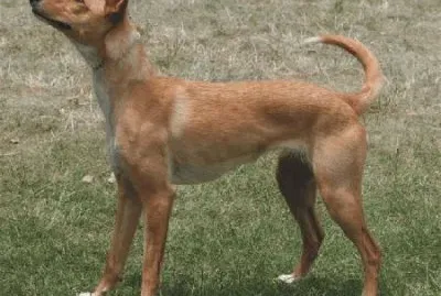 Podengo portoghese grande jigsaw puzzle