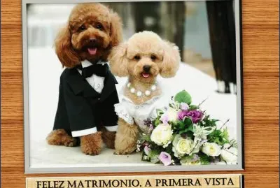 FELIZ MATRIMONIO, A PRIMERA VISTA jigsaw puzzle
