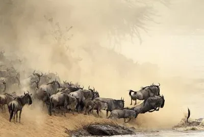 פאזל של masai_mara