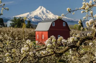 NATUREZA jigsaw puzzle