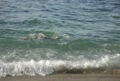 פאזל של Tortuga Marina