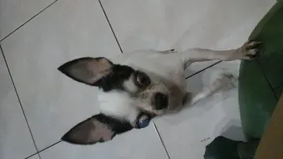 IGARASHI jigsaw puzzle