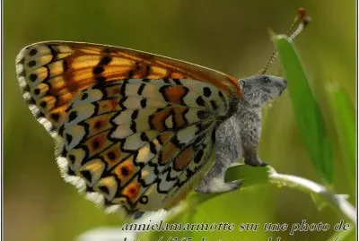 papillon marmotte