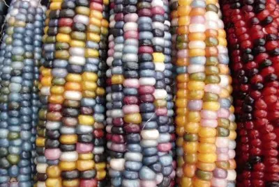 ç¾Žåœ‹å¯¶çŸ³çŽ‰ç±³