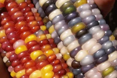 ç¾Žåœ‹å¯¶çŸ³çŽ‰ç±³