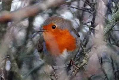 Cornish Robin