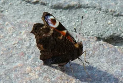 פאזל של Torino