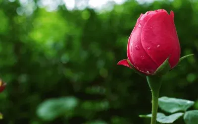 tulip