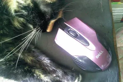 Misa durmiendo