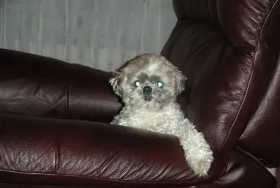 Chester