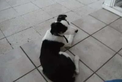 la dernière arrivée jigsaw puzzle