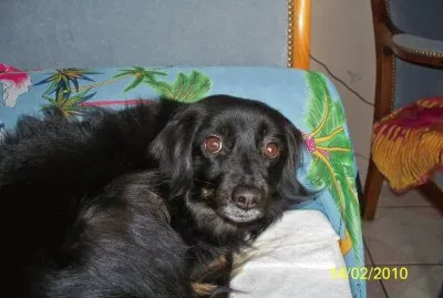 פאזל של ma Lilou regret