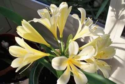 פאזל של jolies fleurs